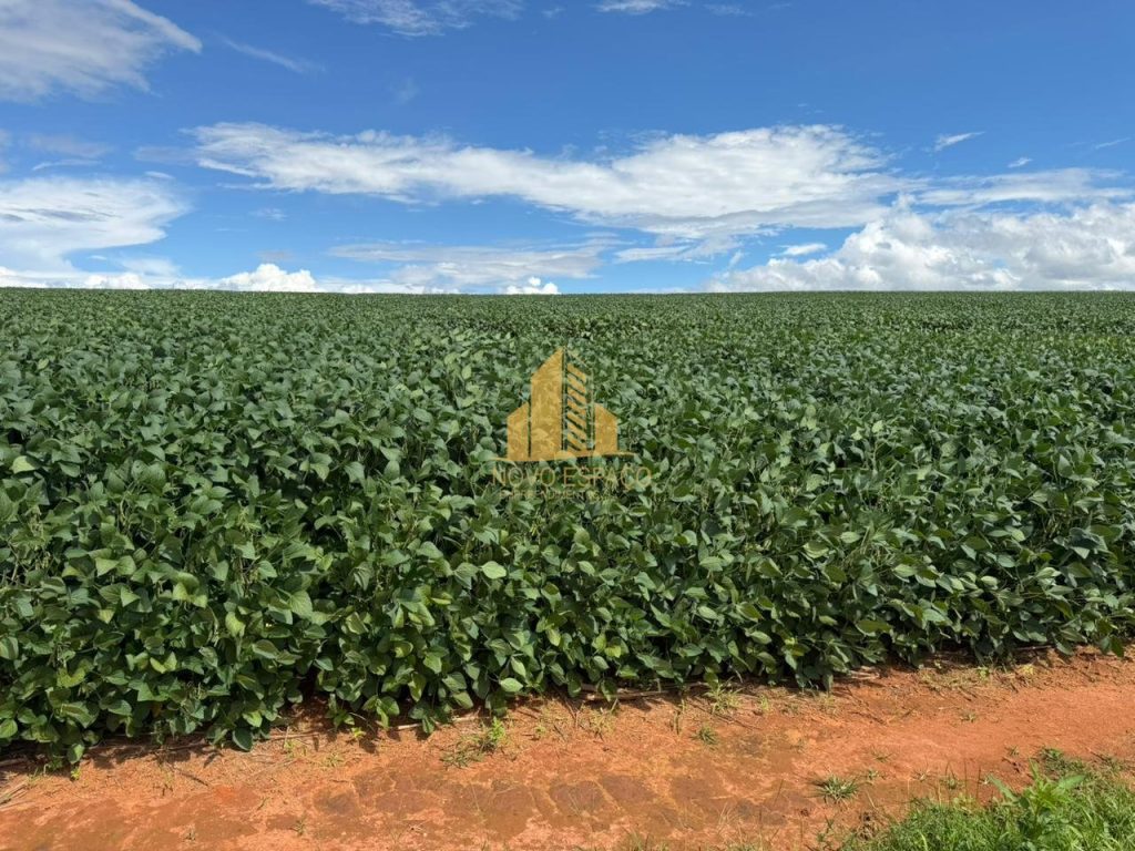 250 HECTARES NA REGIÃO DE PERDIZES